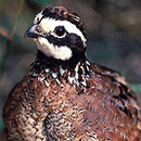 quail