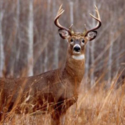 deer hunting
