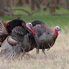 Clinton HouseTurkey Hunting