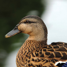 Clinton house TDuck Hunting